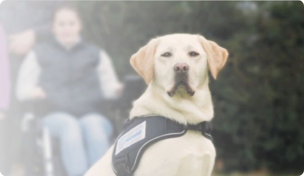 A dog wearing hulphond band